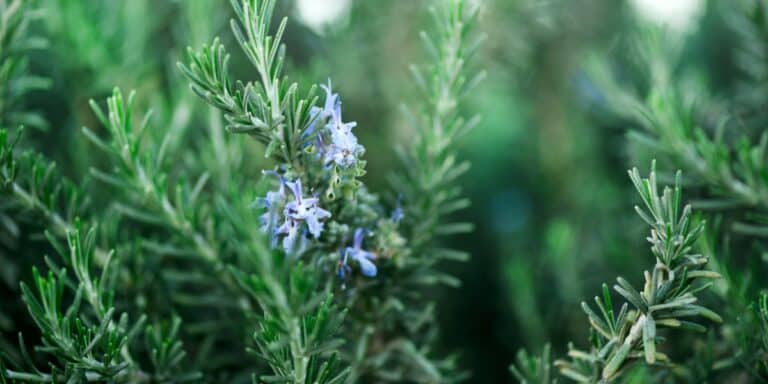 Come coltivare il rosmarino: segreti e trucchi per una siepe profumata