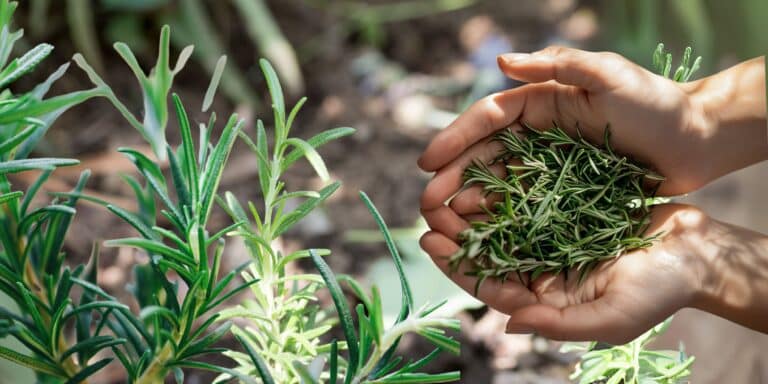 La verità nascosta su come potare il rosmarino per risultati sorprendenti e inaspettati