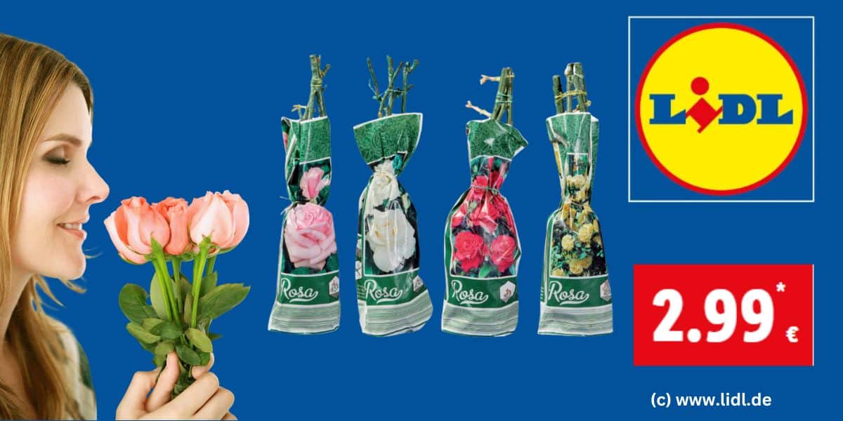 Offerta imperdibile da Lidl: Rose da esterno a soli 2,99 €!