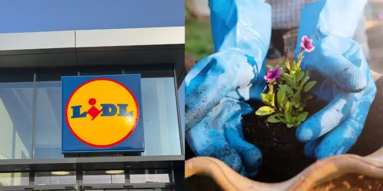 Scopri le offerte green di Lidl: piante rampicanti e concimi a prezzi da non perdere nel weekend