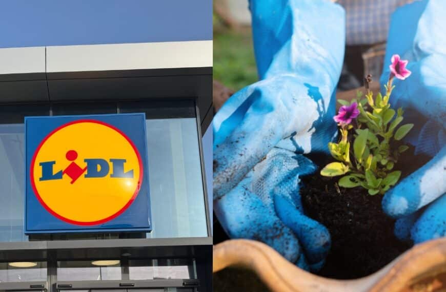 Scopri le offerte green di Lidl: piante rampicanti e concimi a prezzi da non perdere nel weekend