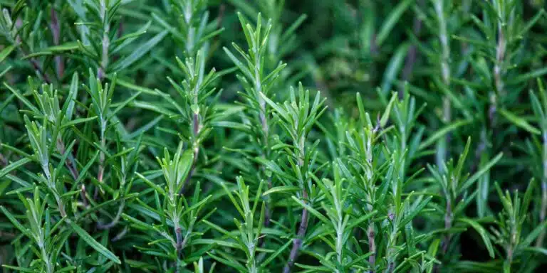 Scopri come ottenere un rosmarino rigoglioso e aromatico in 5 semplici passi