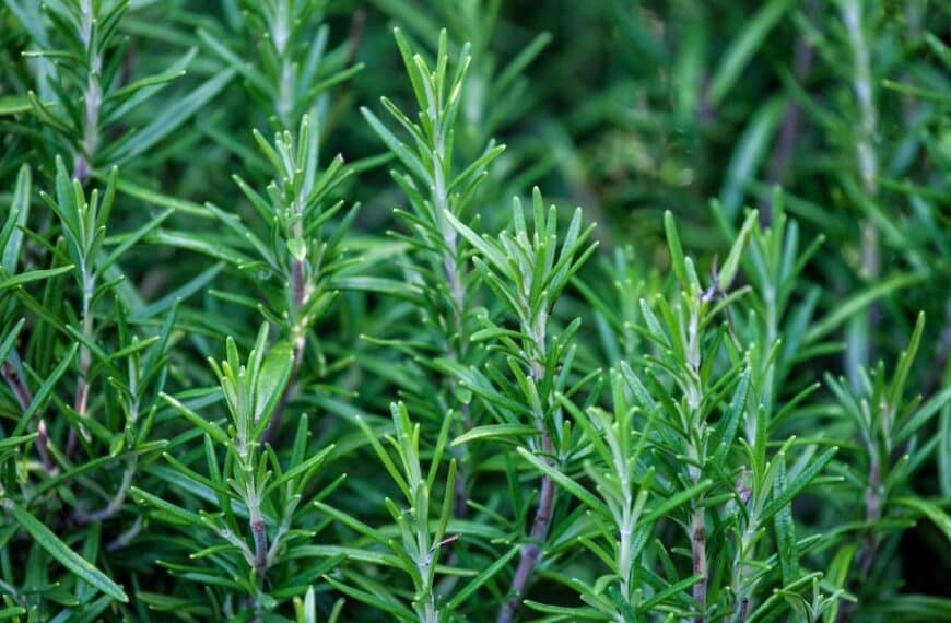 Scopri come ottenere un rosmarino rigoglioso e aromatico in 5 semplici passi