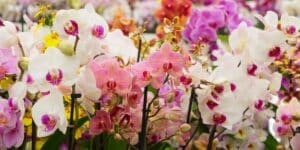 Scopri il segreto per far fiorire la tua orchidea in pochi giorni