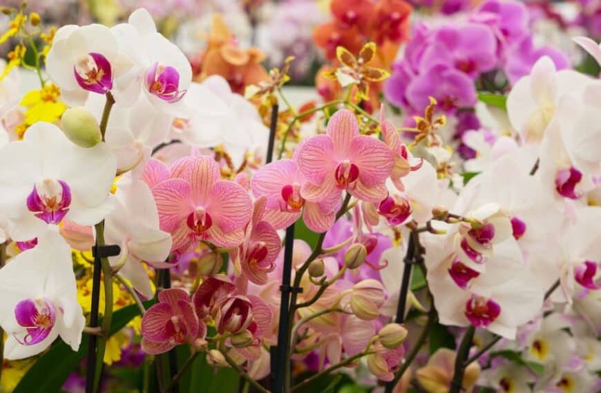 Scopri il segreto per far fiorire la tua orchidea in pochi giorni