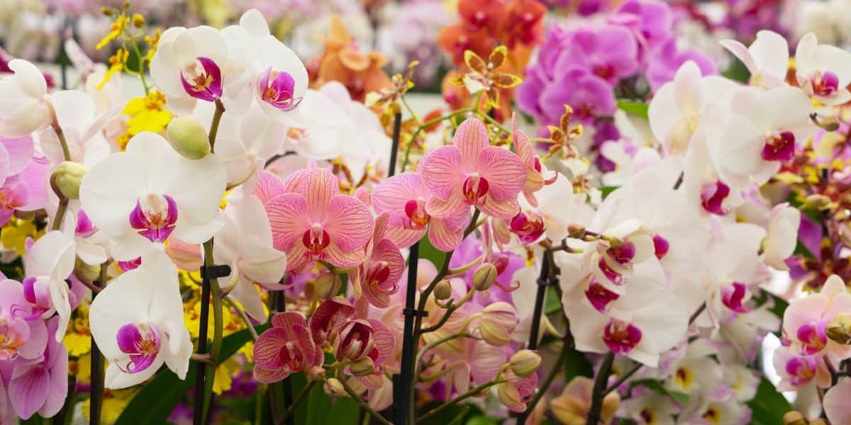 Scopri il segreto per far fiorire la tua orchidea in pochi giorni