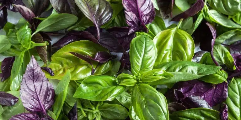 Basilico in abbondanza: vi sveliamo i segreti dei migliori giardinieri per un aroma intenso e duraturo