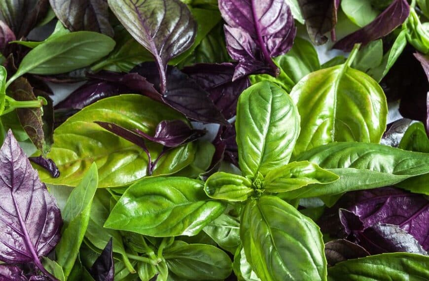 Basilico in abbondanza: vi sveliamo i segreti dei migliori giardinieri per un aroma intenso e duraturo