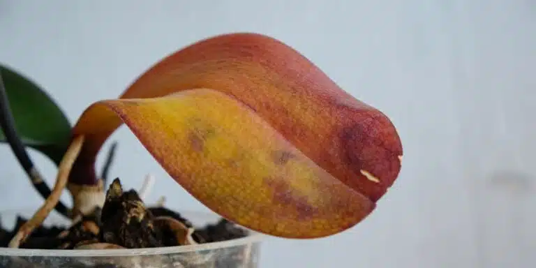 Orchidee appassite? Scopri il segreto per farle rifiorire immediatamente