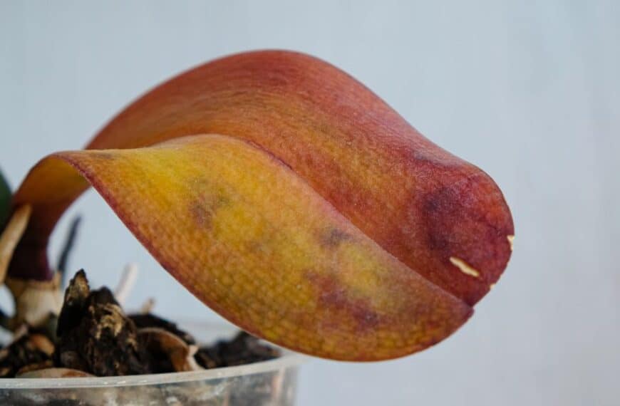 Orchidee appassite? Scopri il segreto per farle rifiorire immediatamente