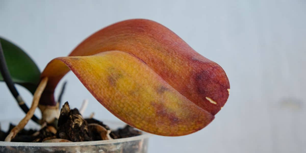 Orchidee appassite? Scopri il segreto per farle rifiorire immediatamente