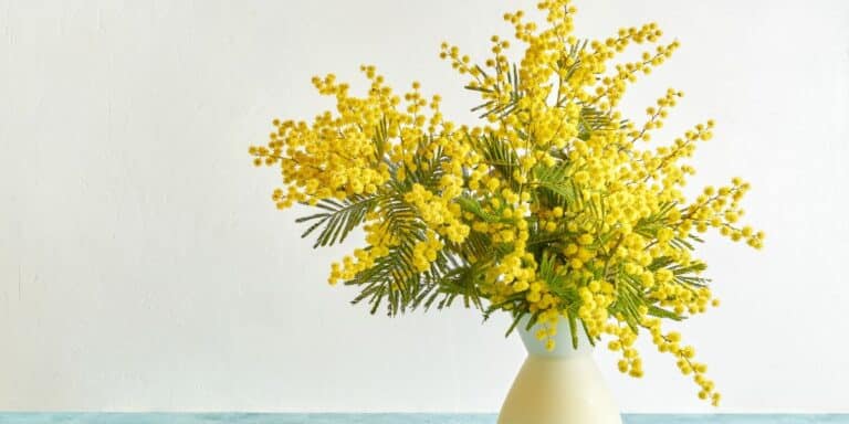 Come curare una mimosa: seguite i nostri consigli professionali per una fioritura rigogliosa