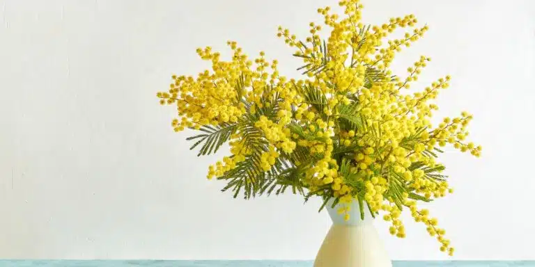 Come curare una mimosa: seguite i nostri consigli professionali per una fioritura rigogliosa