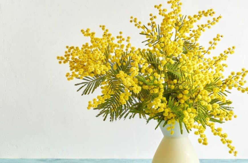 Come curare una mimosa: seguite i nostri consigli professionali per una fioritura rigogliosa