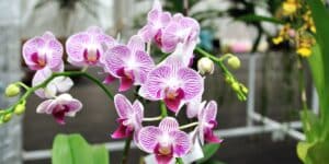 Scopri il segreto per far fiorire le orchidee tutto l'anno con tre semplici mosse
