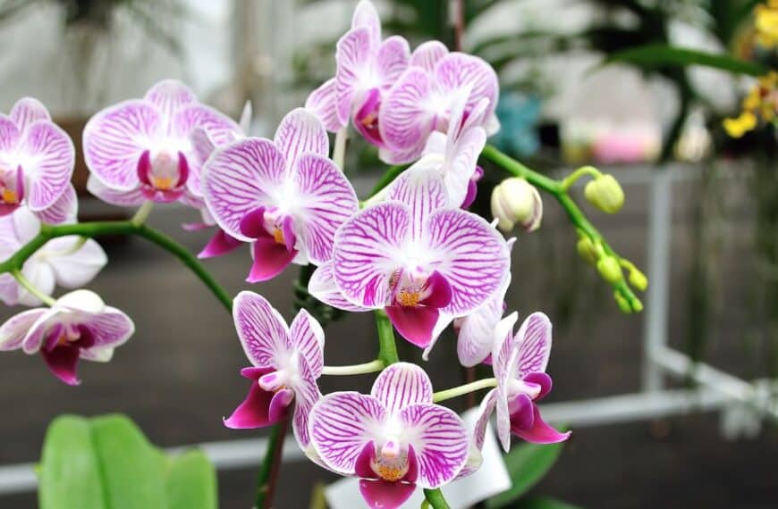 Scopri il segreto per far fiorire le orchidee tutto l'anno con tre semplici mosse