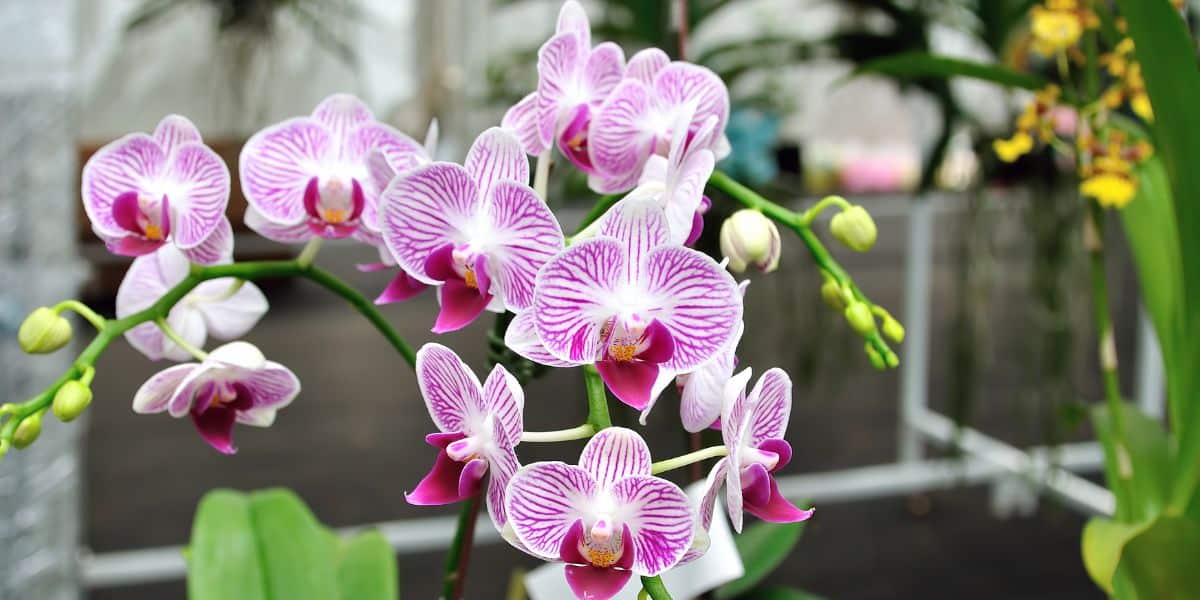 Scopri il segreto per far fiorire le orchidee tutto l’anno con tre semplici mosse