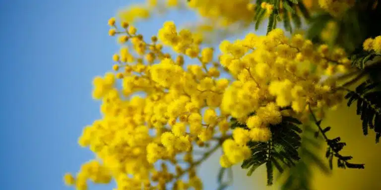 Un giardiniere professionista ci svela i suoi segreti per ottenere una mimosa profumata e fiorita