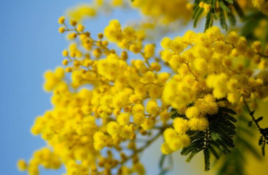 Un giardiniere professionista ci svela i suoi segreti per ottenere una mimosa profumata e fiorita