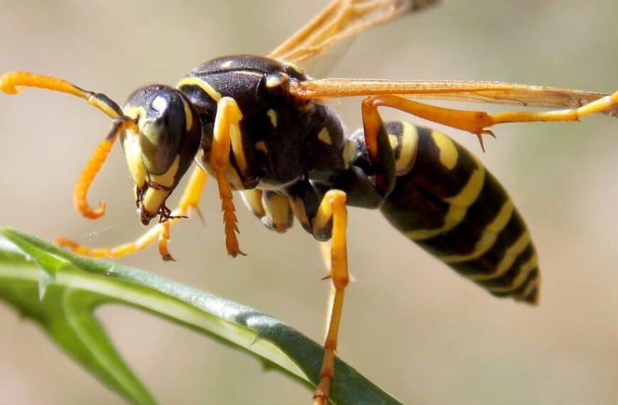Come posso tenere lontani i calabroni e vespe? Consigli e tecniche naturali per una primavera serena