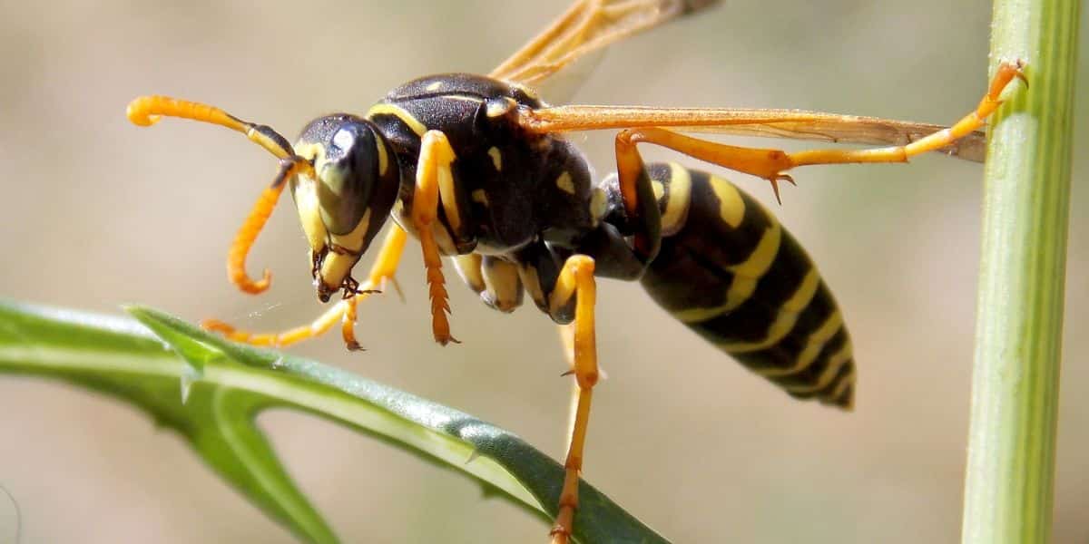 Come posso tenere lontani i calabroni e vespe? Consigli e tecniche naturali per una primavera serena