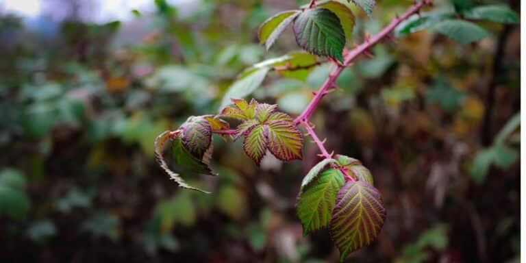 Come liberarsi (finalmente) dei rovi: i consigli efficaci di un giardiniere paesaggista