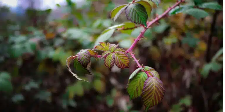 Come liberarsi (finalmente) dei rovi: i consigli efficaci di un giardiniere paesaggista