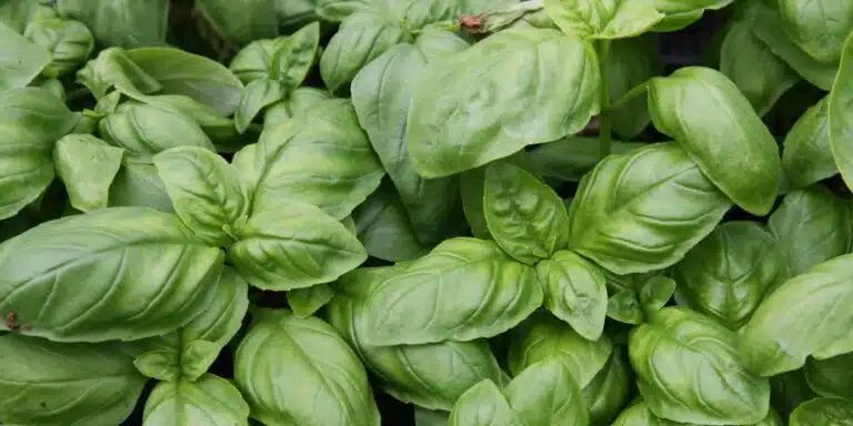 Finalmente svelato da un giardiniere, il consiglio segreto per un basilico da record: dove piantarlo?
