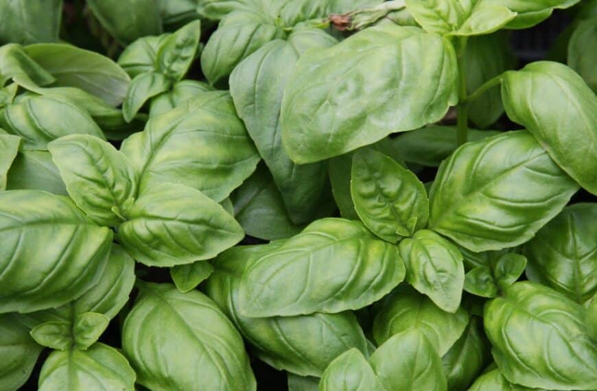 Finalmente svelato da un giardiniere, il consiglio segreto per un basilico da record: dove piantarlo?