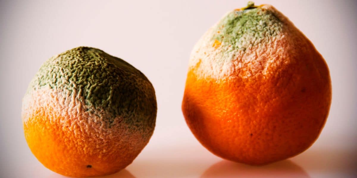 Le tue mandarini e clementine marciscono nella rete? Ecco come conservarli al meglio