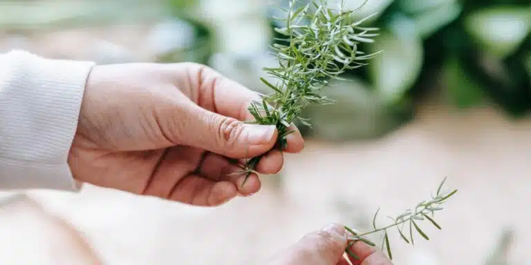 Come moltiplicare il rosmarino: 4 semplici passaggi per avere piante rigogliose