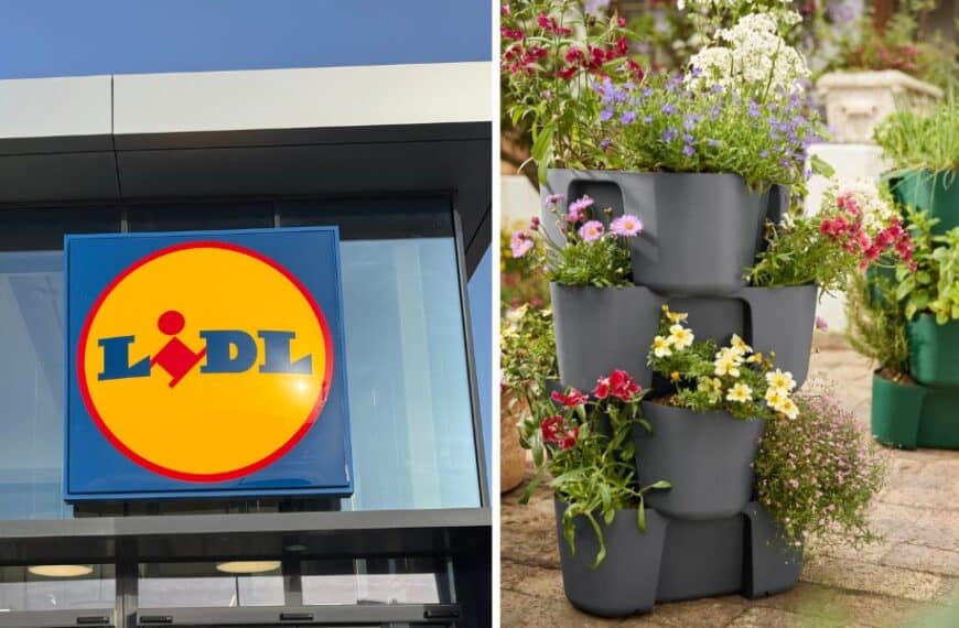 Lidl : scopri le offerte irresistibili per il tuo giardino dal 17 marzo