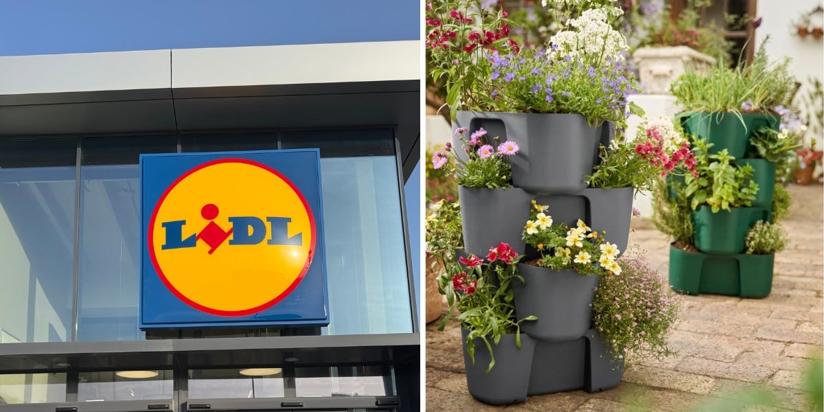Lidl : scopri le offerte irresistibili per il tuo giardino dal 17 marzo