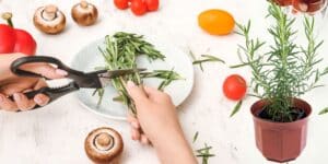 Rosmarino: il segreto aromatico per cucina e benessere