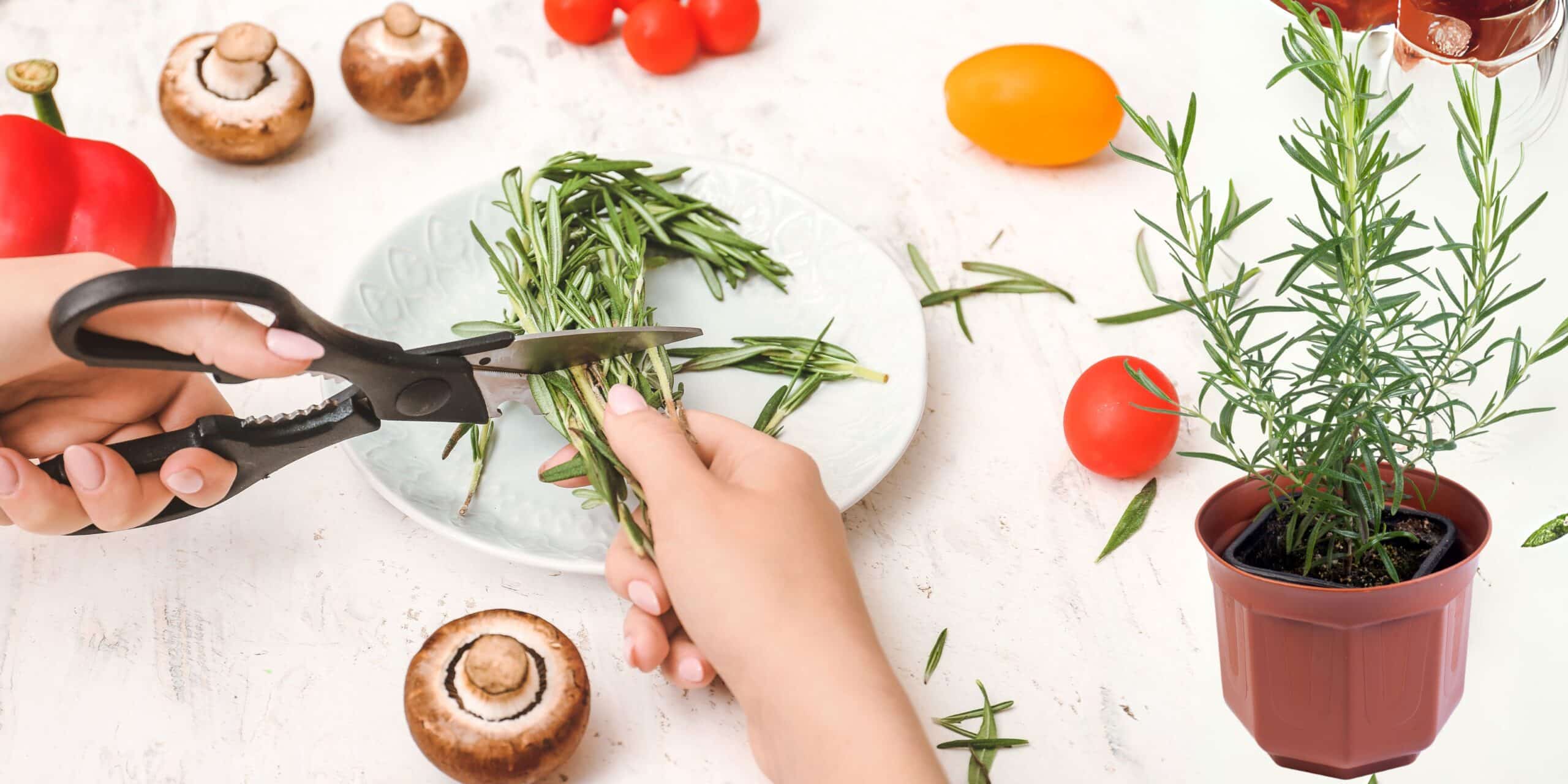 Rosmarino: il segreto aromatico per cucina e benessere