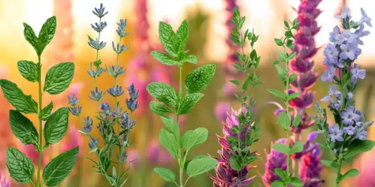 Le piante aromatiche che trasformano giardino e cucina: scopri i segreti per coltivarle al meglio