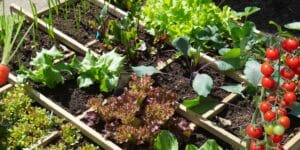 I sette ortaggi da piantare: scopri perché sono fondamentali per il tuo giardino