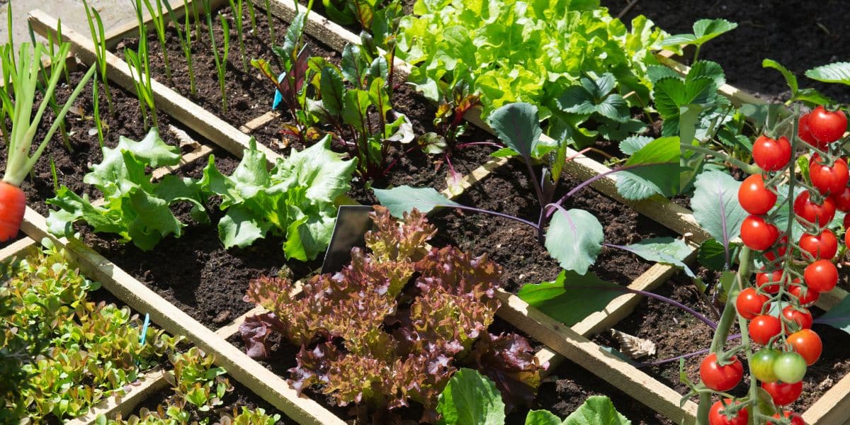 I sette ortaggi da piantare: scopri perché sono fondamentali per il tuo giardino