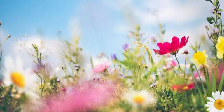 La verità sui fiori primaverili per un giardino perfetto: consigli dal garden designer