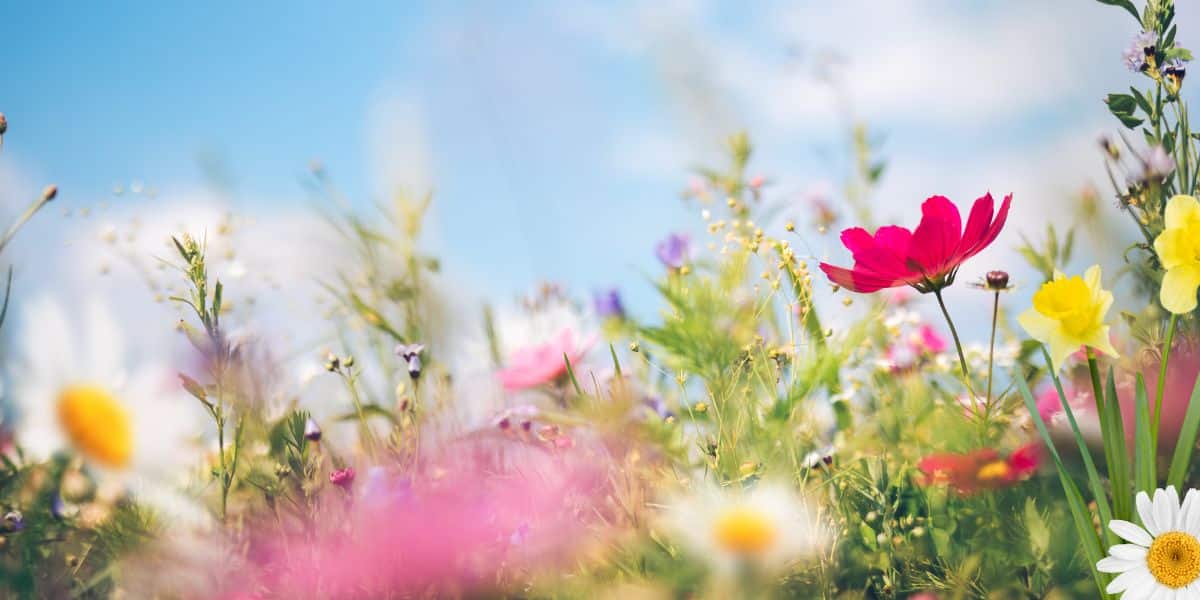 La verità sui fiori primaverili per un giardino perfetto: consigli dal garden designer