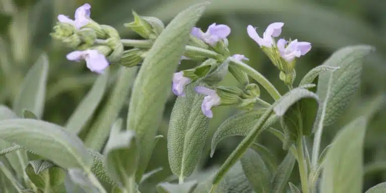 I 5 segreti dei vivaisti per una salvia sana e profumata: scopri la verità nascosta