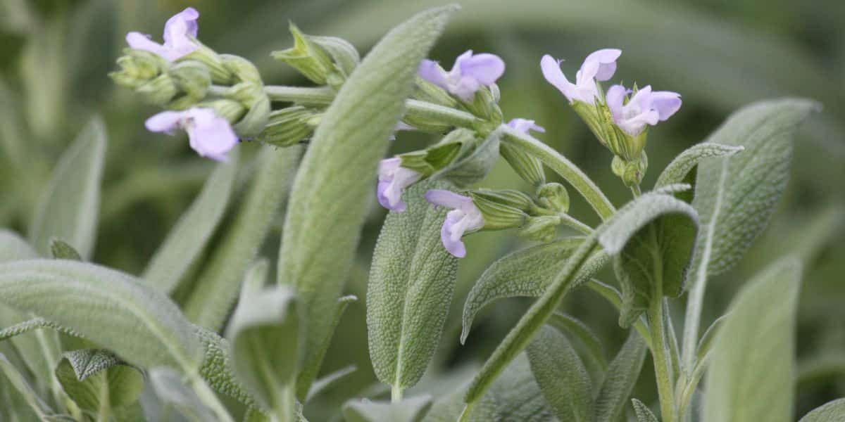 I 5 segreti dei vivaisti per una salvia sana e profumata: scopri la verità nascosta