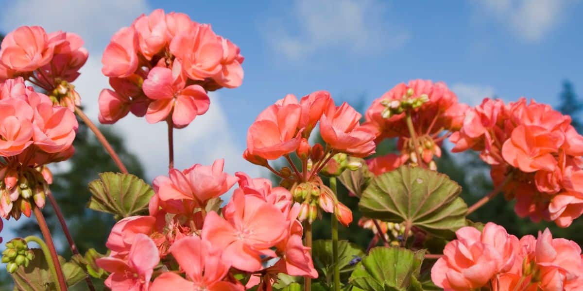 La sorprendente bellezza dei gerani: 5 idee per un angolo primaverile unico