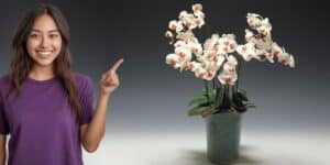 Dove collocare l’orchidea per una fioritura straordinaria: il segreto svelato a pochi