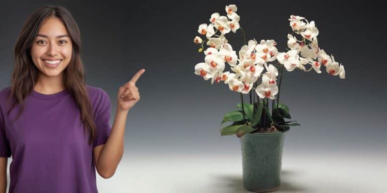 Dove collocare l’orchidea per una fioritura straordinaria: il segreto svelato a pochi