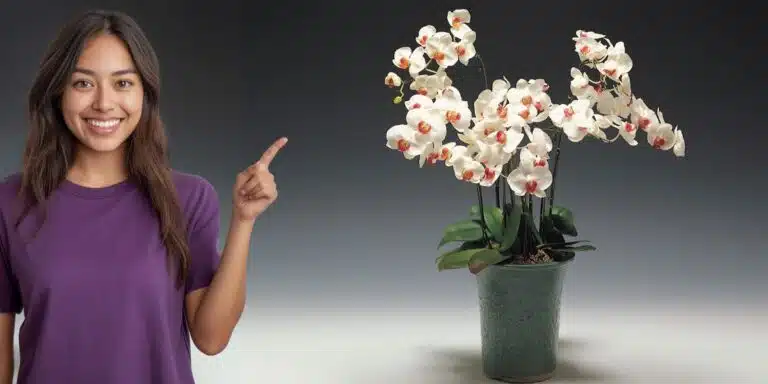 Dove collocare l’orchidea per una fioritura straordinaria: il segreto svelato a pochi
