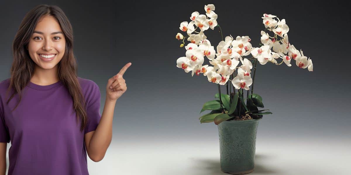 Dove collocare l’orchidea per una fioritura straordinaria: il segreto svelato a pochi