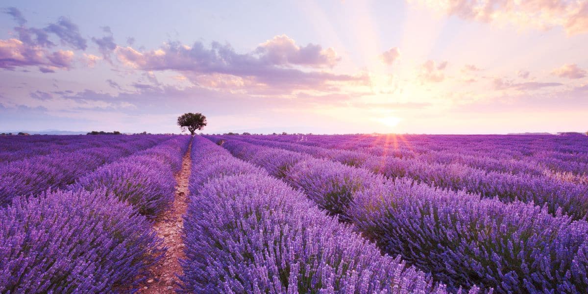 La guida completa per piantare e curare l’albero di lavanda passo dopo passo