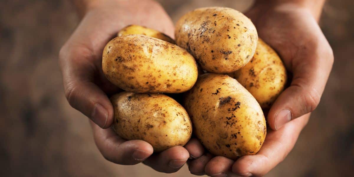 Patate: rischi e benefici di questo alimento essenziale per la tua dieta