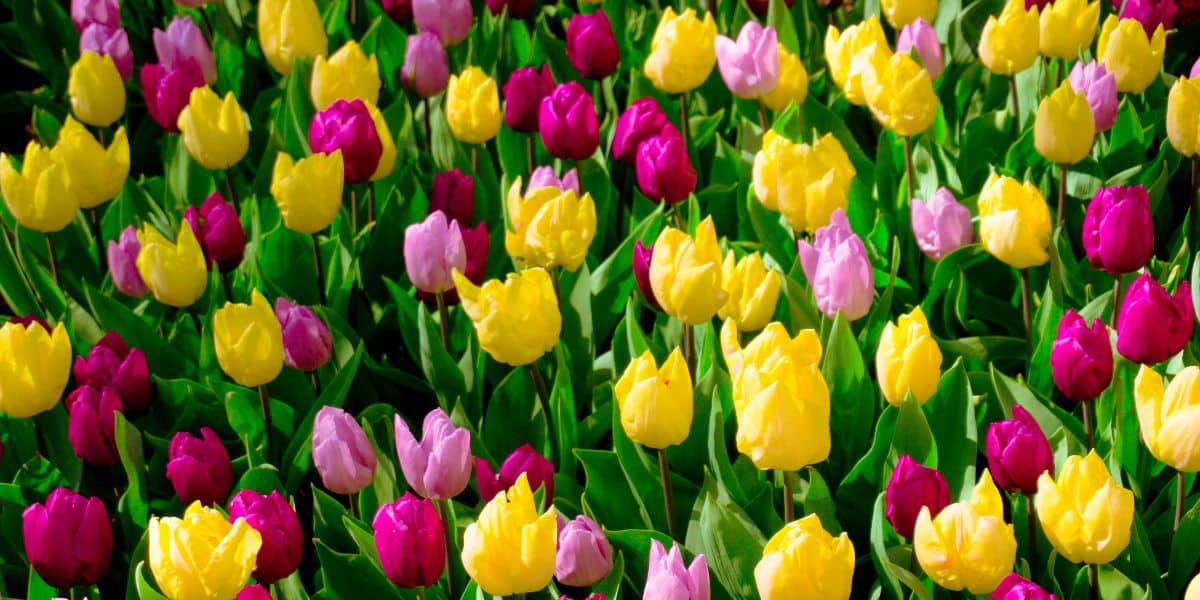 Aprile: mese d’oro per giardinieri
